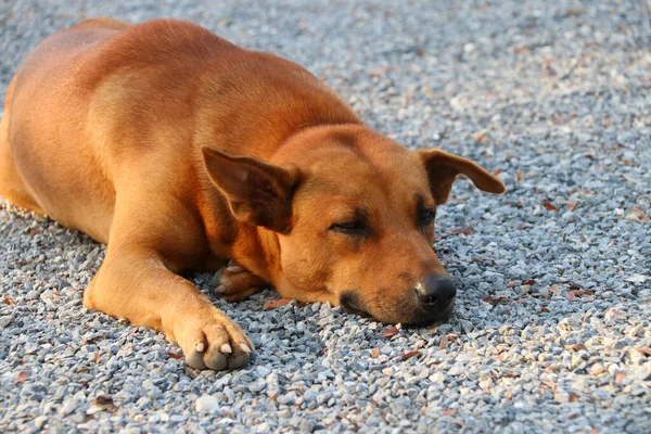 Orange Brown Dog Laying Gravel Floor Sunlight Morning Domesticated Carnivorous — Stock Photo, Image