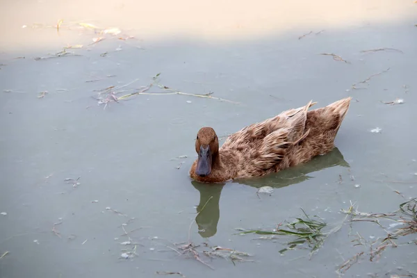 アヒルの湖で泳いでの茶色の色と水に反映されます それは 浅黒い翼を持つ水鳥で 足は短く 足は互いに互い違いである — ストック写真
