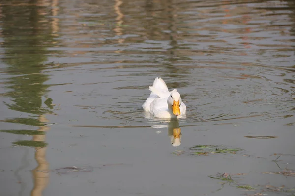 湖でアヒルの水泳の白い色と水に反映されます それは 浅黒い翼を持つ水鳥で 足は短く 足は互いに互い違いである — ストック写真