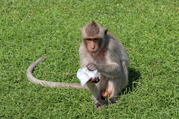 Mono Macaco Come Cangrejos Sentado Green Comiendo Agua Dulce Plástico — Foto de Stock