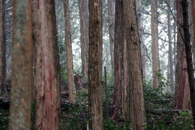Çam ormanında birçok çam ağacı gövdesi yağmurdan sonra. Her zaman yeşil kozalaklı bir ağaç. Uzun iğne şeklinde yaprakları var. Yumuşak kereste, mobilya ve posa için yaygın olarak kullanılır..