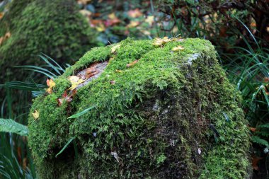Bahçedeki kayanın üzerindeki yeşil yosun dokusu. Parktaki taşın üzerinde thallophytic bitki var..