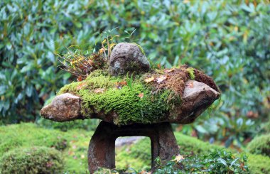Bahçedeki kayanın üzerindeki yeşil yosun dokusu. Parktaki taşın üzerinde thallophytic bitki var..