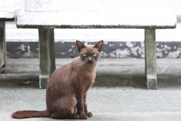 Dark brown cat sitting on the concrete ground. a small domesticated carnivorous mammal with soft fur, a short snout, and retractile claws.