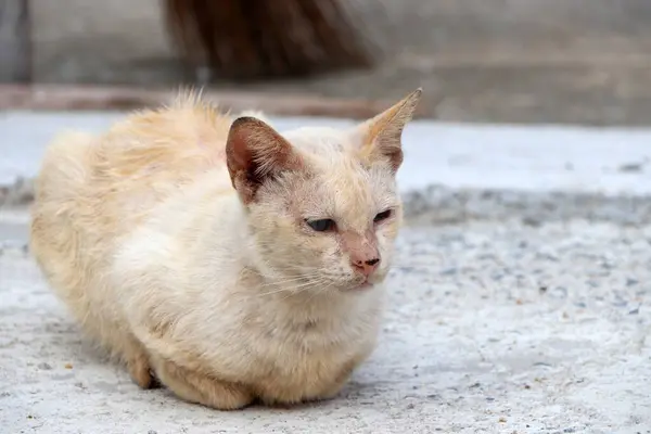 コンクリートの地面に猫の白い色のライトオレンジが横たわっています 柔らかい毛皮の小さな家畜化された肉食哺乳類 短い鼻 そして回復力のある爪 ペットとして広く飼育されている — ストック写真