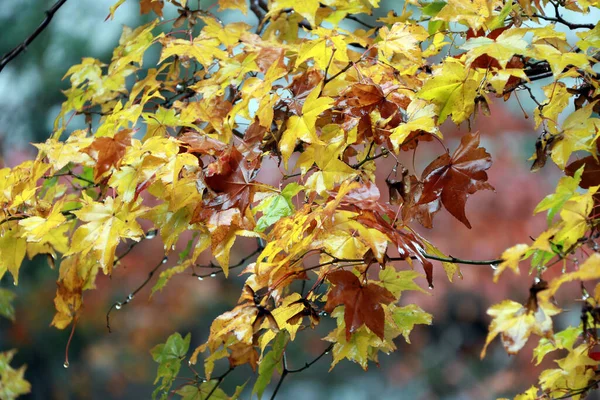 Yellow brown and green Japanese Maple Leaf on the tree after rain. The leaves change color from green to yellow, orange and red in autumn.