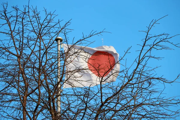 Levelek Nélküli Faágak Japán Zászlóval Kék Hátterében Leesik Fáról Ősszel — Stock Fotó