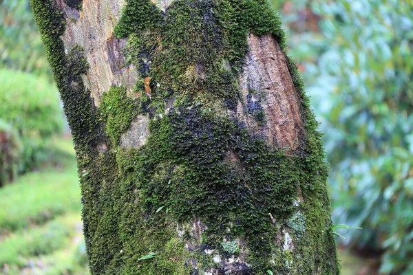 Texture of tree trunk with lichen moss and background green tree. Pattern of tree bark with thallophytic plant and background out focus green tree.
