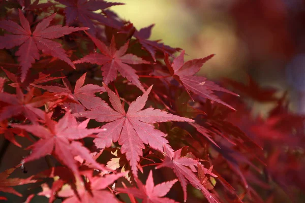 Hoja Arce Rojo Japonés Árbol Con Luz Solar Las Hojas — Foto de Stock