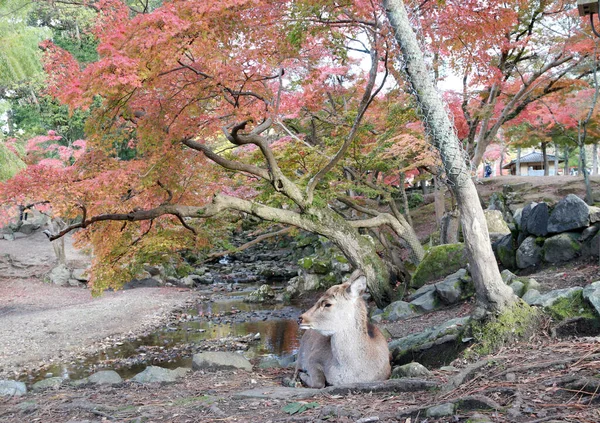 Ciervo Tendido Suelo Fondo Árbol Otoño Parque Nara Japón Parque —  Fotos de Stock