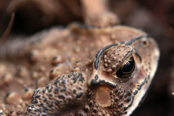 Toad buried in the soil. it is a tailless amphibian with a short stout body and short legs, typically having dry warty skin that can exude poison.