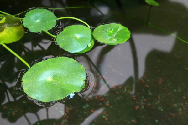 Centella Blätter Schwimmen Auf Dem Wasser Grüne Muster Asiatischer Blätter — Stockfoto