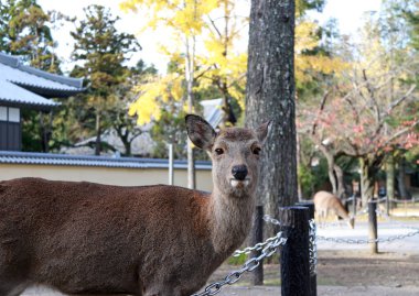 Geyik sarısı, Japonya 'nın Nara kentindeki parkta sonbahar ağacından ayrılıyor. Park özgürce dolaşan yüzlerce geyiğe ev sahipliği yapıyor..