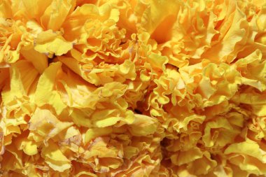 Çiçek deseni, papatya familyasından bir çiçek, genellikle sarı, turuncu ya da bakır-kahverengi çiçekli, geniş bir süs olarak yetiştirilmiş..