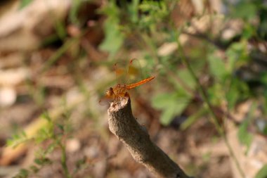 Ağaçta ve doğa arka planında yusufçuk var. Yanlamasına yayılmış iki çift büyük kanadı olan hızlı uçan, uzun gövdeli yırtıcı bir böcektir..