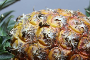 Ananasın üstündeki tırtıl. Ananasın sarı turuncu rengindeki larva solucanı.