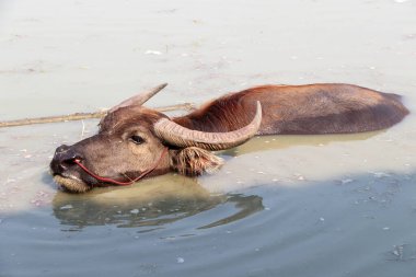 Suda Tayland bufalosu, serinlemek için banyo yapar. Tropikal bölgelerde yük hayvanı olarak kullanılan ağır geri çekilen boynuzları olan büyük siyah evcil bir bufalo..