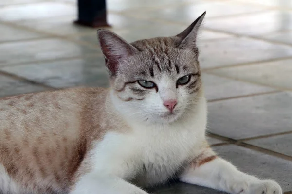 床には白い猫が寝そべっている茶色の縞模様 柔らかい毛皮の小さな家畜化された肉食哺乳類 短い鼻 そして回復力のある爪 ペットとして またはマウスを捕まえるために広く保管されており 多くの品種が開発されています — ストック写真