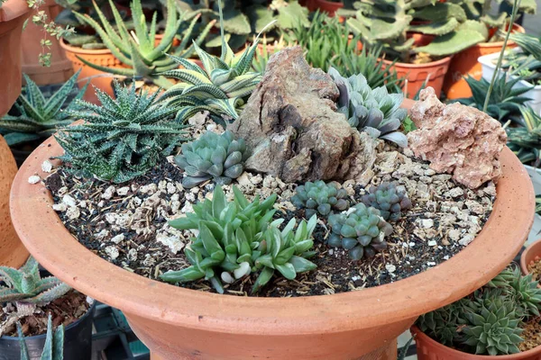 Samenstelling Van Mini Cactus Succulents Plant Steen Inrichten Van Kleine — Stockfoto