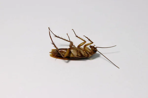 Cafard Mort Couché Couché Sur Fond Blanc Est Insecte Semblable — Photo