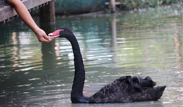 Чёрный Лебедь Ест Пищу Рук Озере Большая Водоплавающая Птица Длинной — стоковое фото