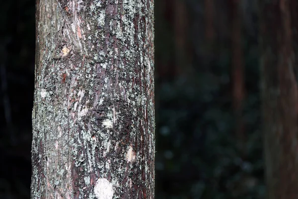 Багажник Сосны После Дождя Сосновом Лесу Вечнозеленое Хвойное Дерево Длинными — стоковое фото