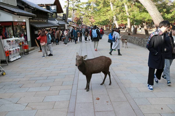 Zoshicho Nara Japan November 2017 Rehe Stehen Inmitten Von Touristen — Stockfoto