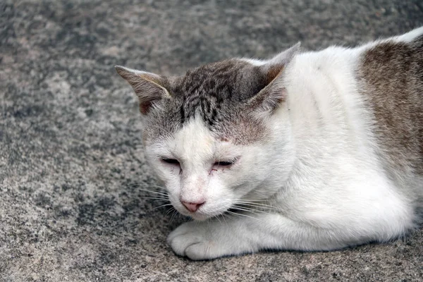 コンクリートの床に横になってストライプと白の猫 — ストック写真