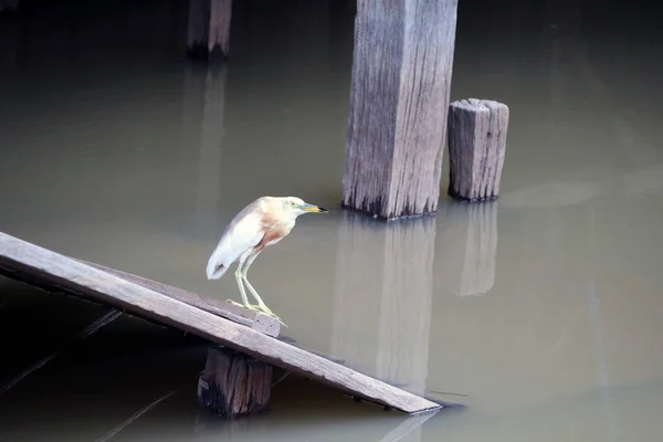 白と茶色の牛が鳥を迎える イビス運河の木製の階段に立つウォーターフロント — ストック写真