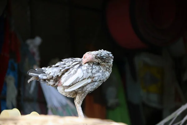 Ayam Putih Dan Abu Abu Berdiri Dan Membersihkan Diri Ayam — Stok Foto
