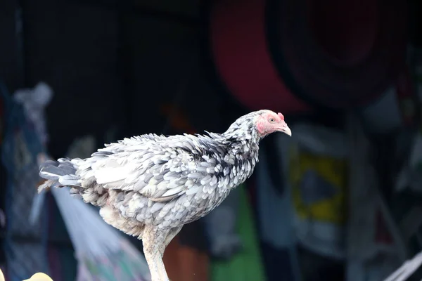 Белая Серая Курица Стоит Черном Фоне Надувное Перо — стоковое фото