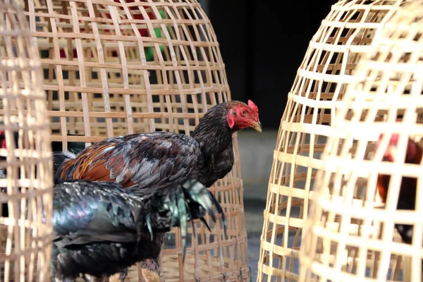 Black rooster stand beside Thai chicken coop. It is fighting cock, a rooster bred and trained for cockfighting. Also called game fowl.