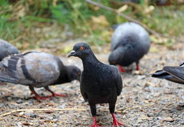 Flock Duvor Som Letar Efter Mat Sand Och Grus Golv — Stockfoto