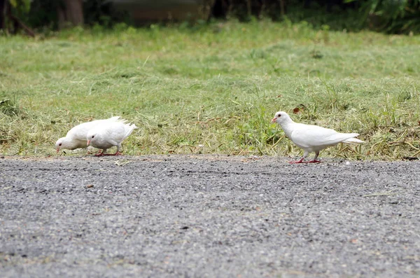 緑の草の背景を持つ砂利の床に 食べ物を探している3つの白い鳩 — ストック写真