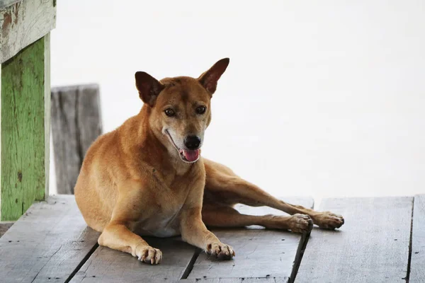 Thai Brown Stray Dog Laying Wooden Floor White Background Dog — Stock Photo, Image