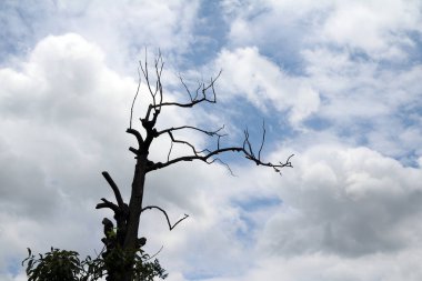 Kurumuş ağaç dallarının güzel şekli, masmavi gökyüzünde bir sürü beyaz bulutlu siluet tarzı..