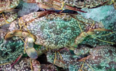 Mavi yüzücü yengeç, buz içinde lastik bant. Bazen mavi manna denir. Onlar güçlü yüzücüler, obur avcılar ve leş yiyicilerdir..