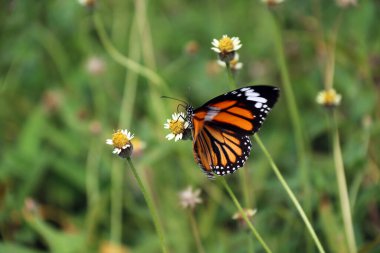 Kelebek tüneği ve çim çiçeğinin üzerinde nektar yiyor. Genellikle parlak renkli, küçük pullarla kaplı iki çift büyük kanatlı bir böcek..
