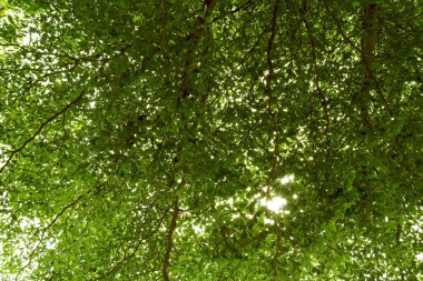 Ağaç dalı dokusu. Gün batımında yeşil yapraklar..