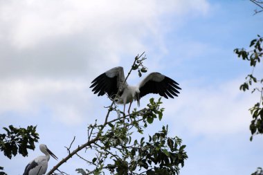 Açık gagalı leylek kuşu sürüsü mavi gökyüzündeki ağaca ve beyaz bulut arka planına kanat gerdi. Asyalı açık gagalı kuşun bir sürü siyah ve beyaz rengi yeşil ağaçta.
