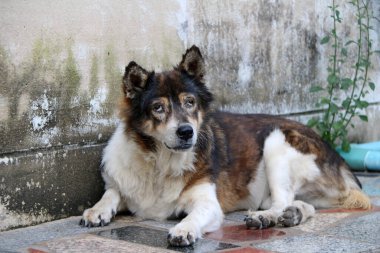 Kahverengi beyaz Taylandlı sokak köpeği duvarın yanında yerde yatıyor. Sokaklarda ya da tapınakta yaşayan ve sahibi olmayan bir köpektir..