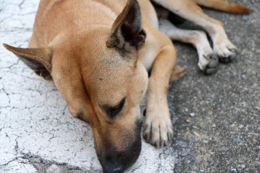Sokakta yatan başıboş köpeğin Tayland kahvesi rengi. Sokaklarda ya da tapınakta yaşayan ve sahibi olmayan bir köpektir..