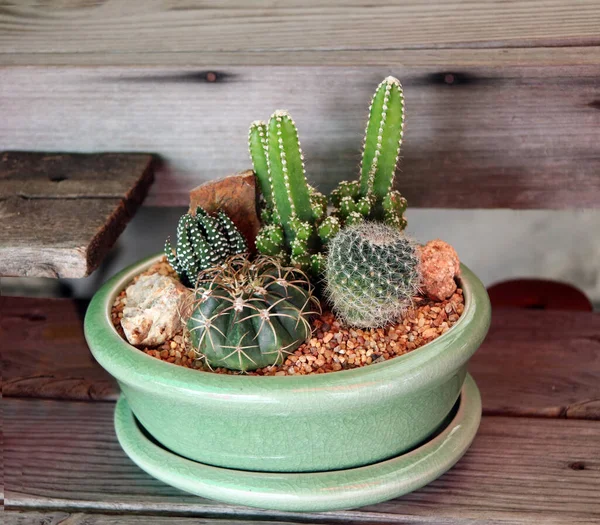 Beragam Kaktus Kecil Dalam Panci Hijau Atas Meja Kayu Kaktus — Stok Foto