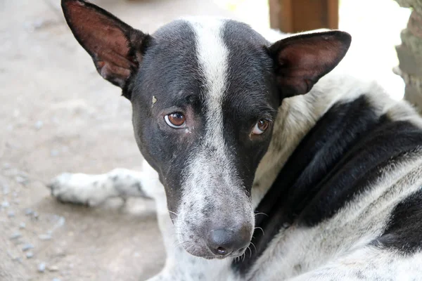 Thai Cane Randagio Bianco Nero Sdraiato Sul Pavimento Cane Che — Foto Stock