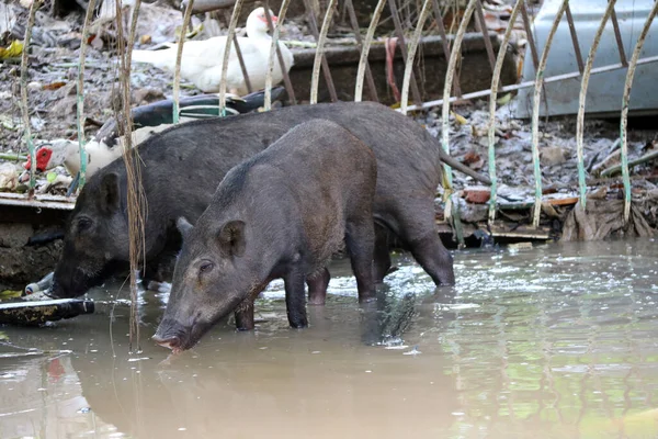 Dos Cerdos Negros Bebiendo Agua Río Jabalí Traer Una Mascota — Foto de Stock