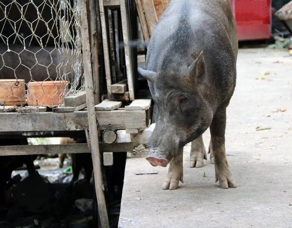 돼지가 바닥에 동물을 멧돼지 — 스톡 사진