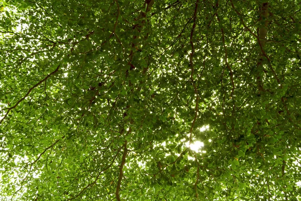 Texture Tree Branch Green Leaves Sunset Light — Stock Photo, Image