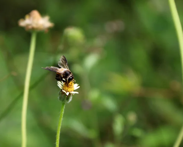 Abeja Miel Percha Comer Néctar Flor Hierba Fondo Fuera Foco — Foto de Stock