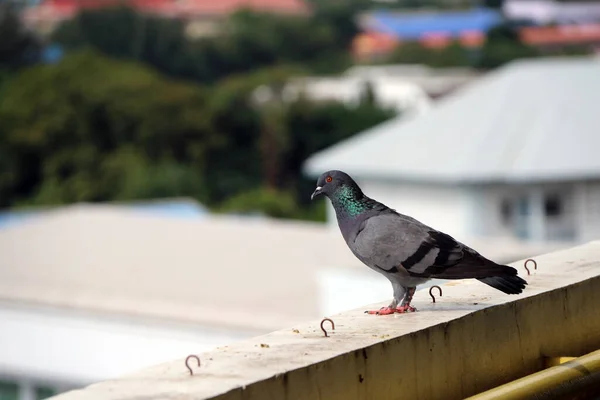 Piccione Appollaiato Sul Balcone Uccello Criniera Verde Brillante Piedi Sulla — Foto Stock