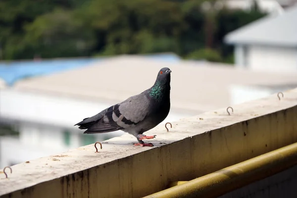 Pigeon Perching Balcony Bird Shiny Green Mane Standing Terrace — Stock Photo, Image